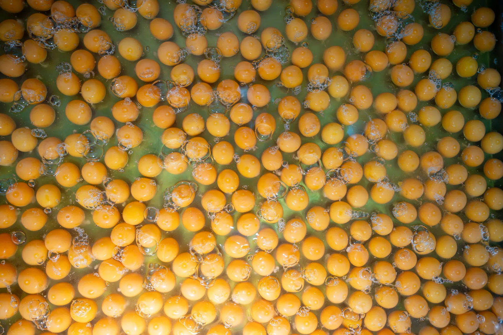 Yema de huevo líquida en tanque durante el proceso